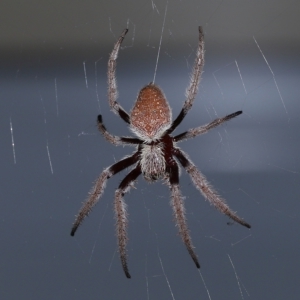 Hortophora sp. (genus) at Wellington Point, QLD - suppressed