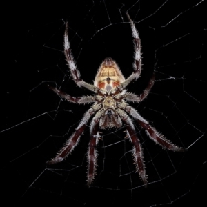 Hortophora sp. (genus) at Wellington Point, QLD - suppressed