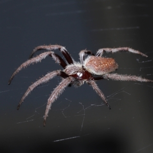 Hortophora sp. (genus) at Wellington Point, QLD - suppressed