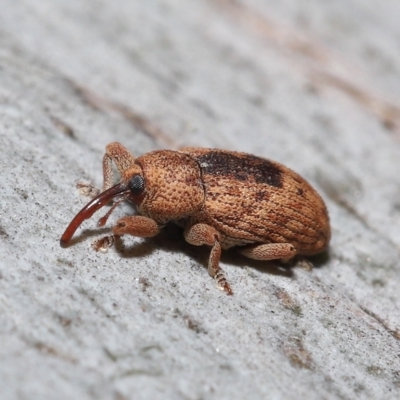 Unverified Weevil (Curculionoidea) at Thorneside, QLD - 22 Feb 2023 by TimL