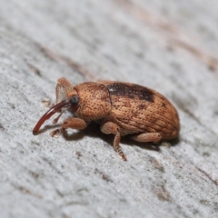 Unidentified Weevil (Curculionoidea) at Thorneside, QLD - 22 Feb 2023 by TimL