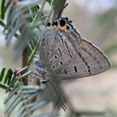 Jalmenus ictinus (Stencilled Hairstreak) at Mount Majura - 8 Mar 2023 by mccomas