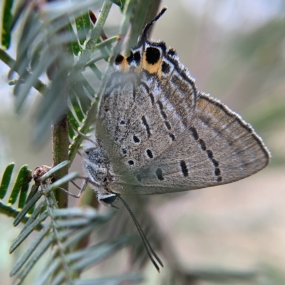 Jalmenus ictinus (Stencilled Hairstreak) at Mount Majura - 8 Mar 2023 by mccomas