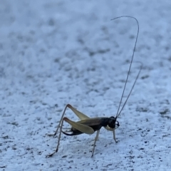 Trigonidium australiana at Canberra, ACT - 10 Mar 2023 09:00 AM