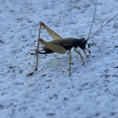 Trigonidium australiana at Canberra, ACT - 10 Mar 2023 09:00 AM