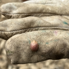 Paropsis atomaria (Eucalyptus leaf beetle) at Pine Island to Point Hut - 4 Mar 2023 by GG