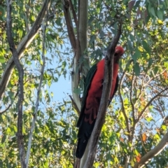 Alisterus scapularis (Australian King-Parrot) at Phillip, ACT - 16 Feb 2023 by stofbrew