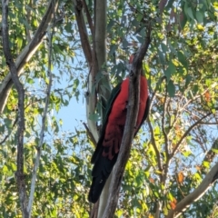 Alisterus scapularis at Phillip, ACT - 16 Feb 2023