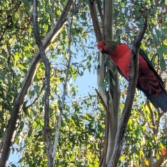 Alisterus scapularis at Phillip, ACT - 16 Feb 2023