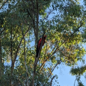 Alisterus scapularis at Phillip, ACT - 16 Feb 2023