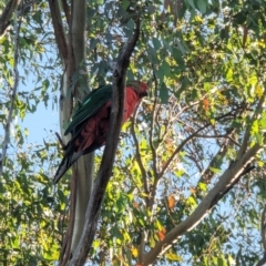 Alisterus scapularis at Phillip, ACT - 16 Feb 2023