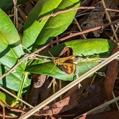 Ocybadistes walkeri (Green Grass-dart) at Mawson, ACT - 6 Mar 2023 by stofbrew