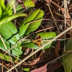 Ocybadistes walkeri at Mawson, ACT - 7 Mar 2023