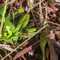 Ocybadistes walkeri at Mawson, ACT - 7 Mar 2023