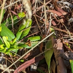 Ocybadistes walkeri at Mawson, ACT - 7 Mar 2023