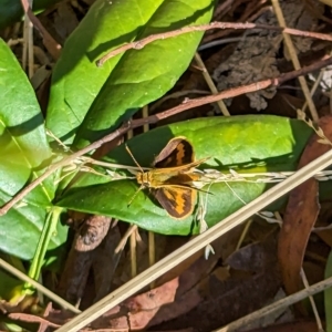 Ocybadistes walkeri at Mawson, ACT - 7 Mar 2023