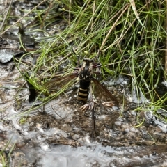 Chrysopogon muelleri (Robber fly) at Tennent, ACT - 22 Feb 2023 by GG