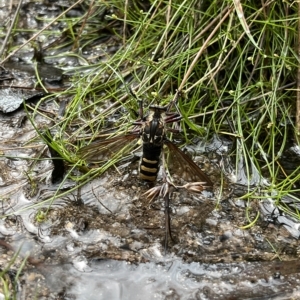 Chrysopogon muelleri at Tennent, ACT - 22 Feb 2023