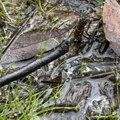 Chrysopogon muelleri at Tennent, ACT - 22 Feb 2023