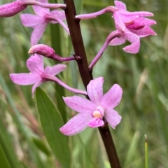 Dipodium roseum (Rosy Hyacinth Orchid) at Tennent, ACT - 22 Feb 2023 by GG
