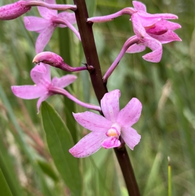 Dipodium roseum (Rosy Hyacinth Orchid) at Tennent, ACT - 22 Feb 2023 by GG