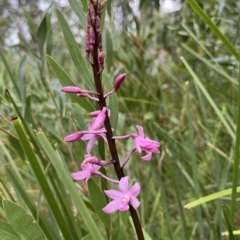 Dipodium roseum at Tennent, ACT - suppressed