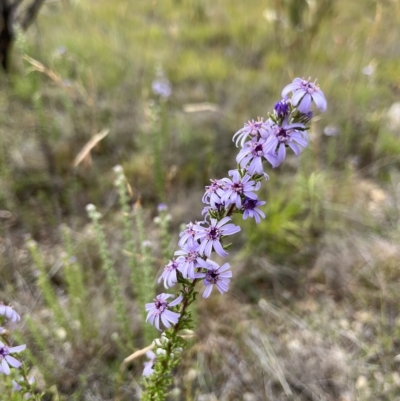 Olearia stricta var. parvilobata at Tennent, ACT - 22 Feb 2023 by GG