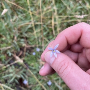 Isotoma fluviatilis subsp. australis at Tennent, ACT - 22 Feb 2023