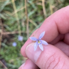 Isotoma fluviatilis subsp. australis at Tennent, ACT - 22 Feb 2023