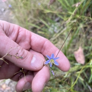 Dianella sp. at Tennent, ACT - 22 Feb 2023 12:00 PM