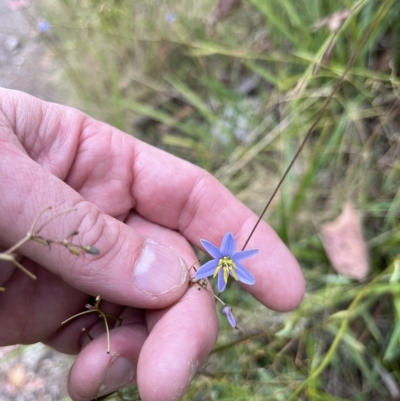 Dianella sp. (Flax Lily) at Tennent, ACT - 22 Feb 2023 by GG