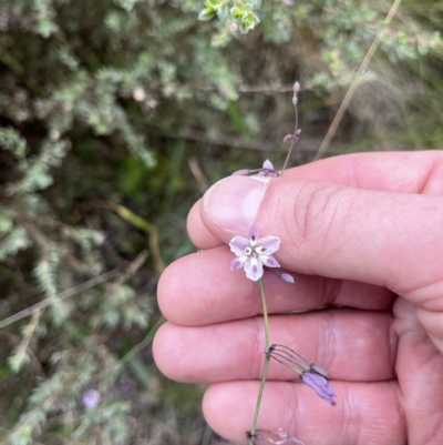 Arthropodium milleflorum (Vanilla Lily) at Tennent, ACT - 22 Feb 2023 by GG