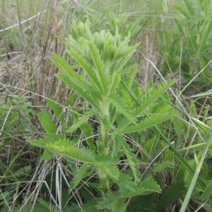 Potentilla recta at Boorowa, NSW - 23 Oct 2022