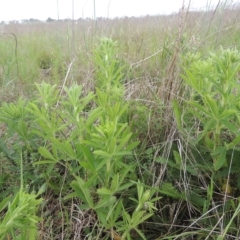 Potentilla recta at Boorowa, NSW - 23 Oct 2022