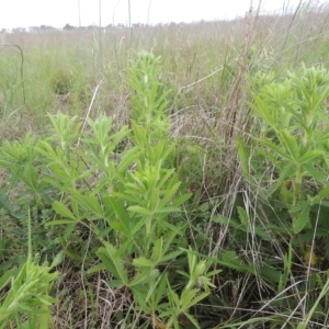 Potentilla recta at Boorowa, NSW - 23 Oct 2022 04:17 PM