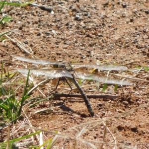 Anax papuensis at Jerrabomberra, ACT - 10 Mar 2023
