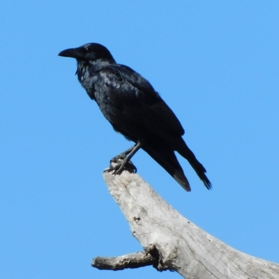 Corvus coronoides (Australian Raven) at Symonston, ACT - 9 Mar 2023 by CallumBraeRuralProperty