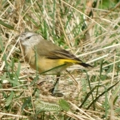 Acanthiza chrysorrhoa (Yellow-rumped Thornbill) at Symonston, ACT - 9 Mar 2023 by CallumBraeRuralProperty