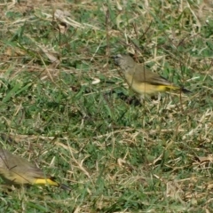 Acanthiza chrysorrhoa at Symonston, ACT - 10 Mar 2023