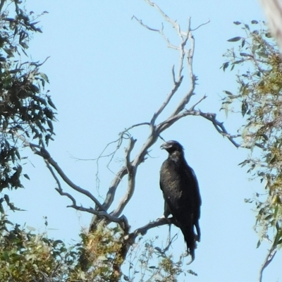 Aquila audax (Wedge-tailed Eagle) at Symonston, ACT - 10 Mar 2023 by CallumBraeRuralProperty