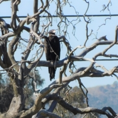 Aquila audax at Symonston, ACT - 10 Mar 2023