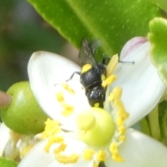 Hylaeus (Euprosopoides) rotundiceps (Hylaeine colletid bee) at Queanbeyan, NSW - 17 Feb 2023 by Paul4K