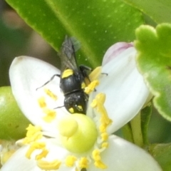 Hylaeus (Euprosopoides) rotundiceps at Queanbeyan, NSW - 18 Feb 2023