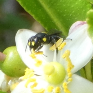 Hylaeus (Euprosopoides) rotundiceps at Queanbeyan, NSW - 18 Feb 2023