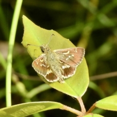 Dispar compacta (Barred Skipper) at Wollondilly Local Government Area - 28 Feb 2023 by GlossyGal