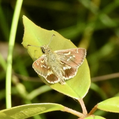 Dispar compacta (Barred Skipper) at Wollondilly Local Government Area - 28 Feb 2023 by GlossyGal