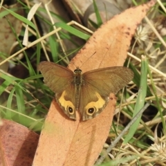 Hypocysta metirius (Brown Ringlet) at Thirlmere, NSW - 28 Feb 2023 by GlossyGal
