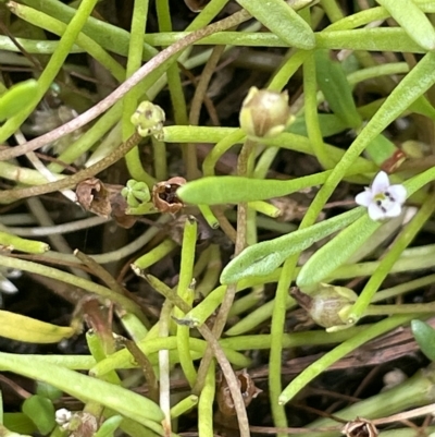 Limosella australis (Austral Mudwort) at Larbert, NSW - 8 Mar 2023 by JaneR