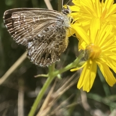 Neolucia agricola (Fringed Heath-blue) at Cotter River, ACT - 19 Feb 2023 by NedJohnston