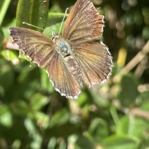 Neolucia agricola at Cotter River, ACT - 19 Feb 2023 12:16 PM